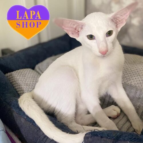 Turron is a Gentle and Purring Siamese Green-eyed Handsome Cat