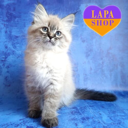 Очаровательная сибирская кошечка Vanessa