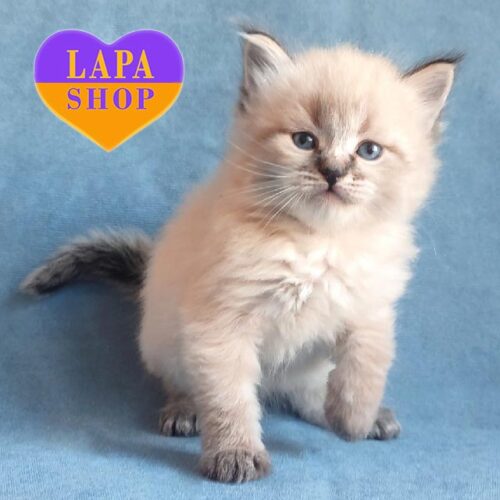 Сибирский красавчик Vincent