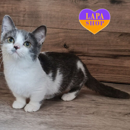 Милая короткошерстная девочка породы манчкин Silvia