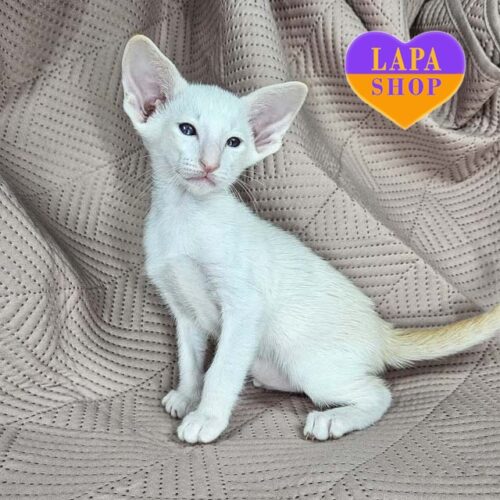 Чарівний орієнтальний красень Simba