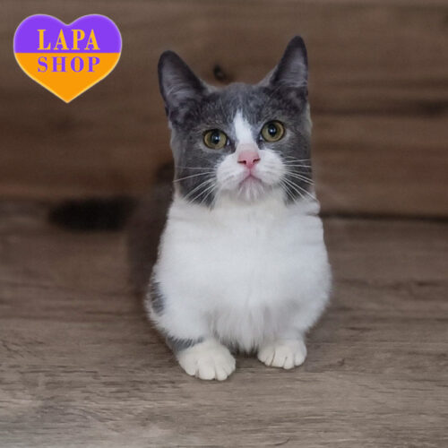 Teodor — Short-Haired Handsome Munchkin Cat