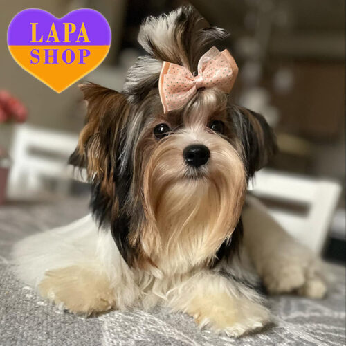 Милый красавец породы бивер йоркширский терьер Соломон