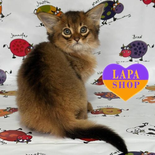 Чарівне кошеня породи сомалі дикого забарвлення Odin