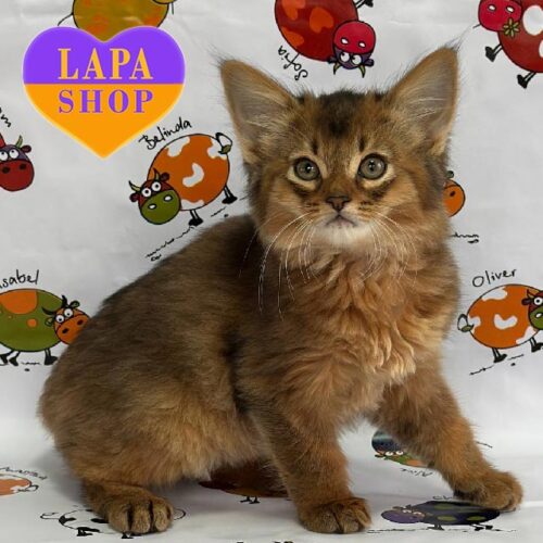 Oskar — милый котенок породы сомали