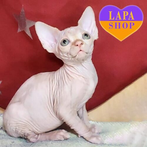 Кошеня породи канадський сфінкс з чарівними зеленими оченятами Oscar