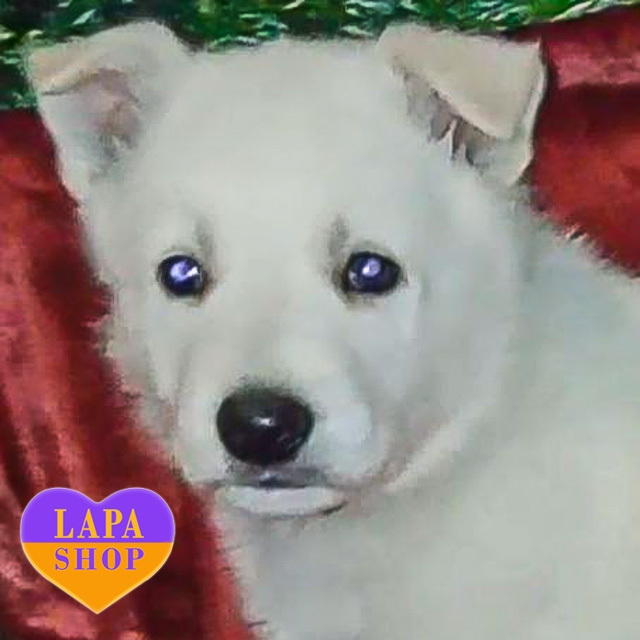 Милий хлопчик породи біла швейцарська вівчарка