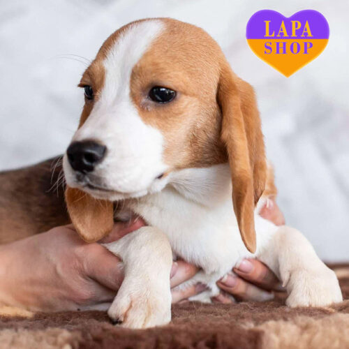 Tahiti — очаровательная девочка породы бигль триколорной окраски