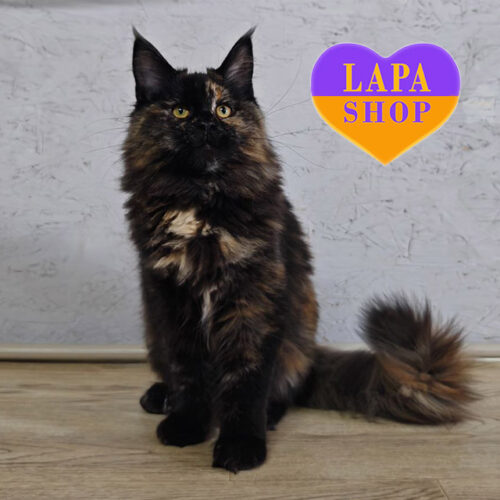 Charming Maine Coon Kitty Tayna