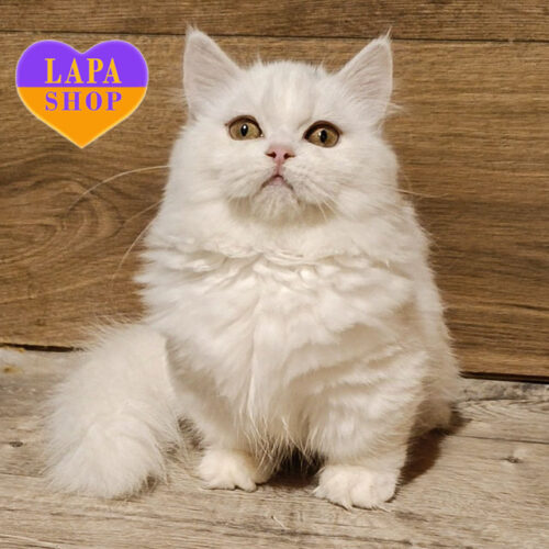 Charming Girl of the Minuet Longhair breed Silvia