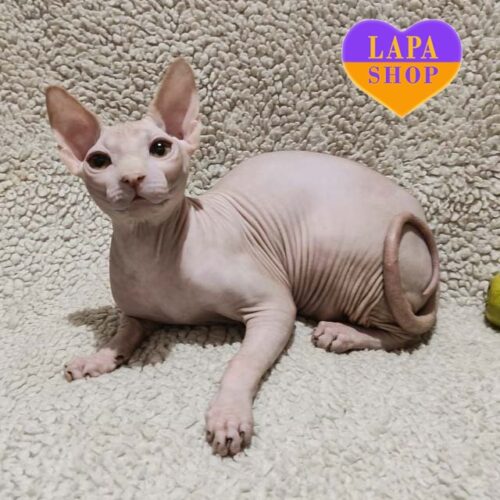 Thomas Ricci — милий хлопчик породи канадський сфінкс кремово-білого забарвлення