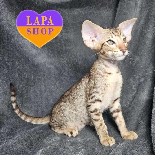 Torry – шикарный мальчик ориентал