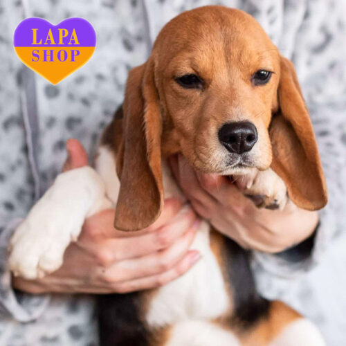 Красавица породы бигль Trinity триколорной окраски