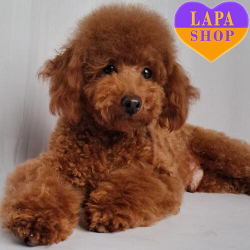 Изысканный красавец Ugo породы той пудель