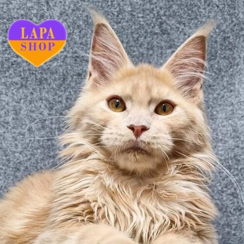 Uranus  — шляхетний хлопчик породи мейн-кун