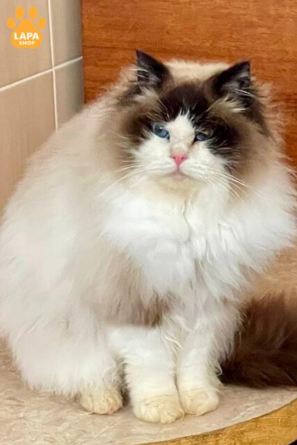 Котик породи регдол в розкішній шубці Valdis  — ваш майбутній улюбленець