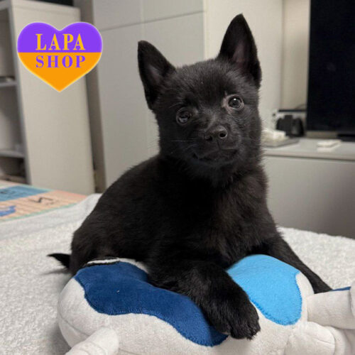 Vanessa – очаровательная красавица породы шипперке