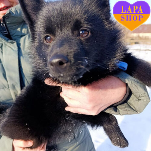 Вартовий — гарний хлопчик породи шипперке чорного забарвлення