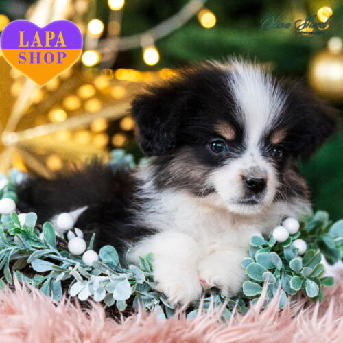 Верба – милая девочка породы миниатюрная американская овчарка