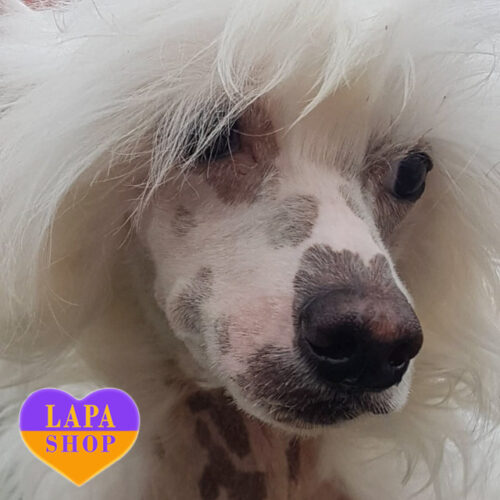Handsome Vint of Chinese Crested Dog Breed