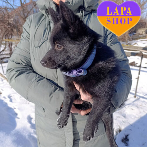 Violet Flower — мила дівчинка породи шипперке