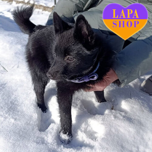 Вірджинія — мила дівчинка породи шипперке чорного забарвлення