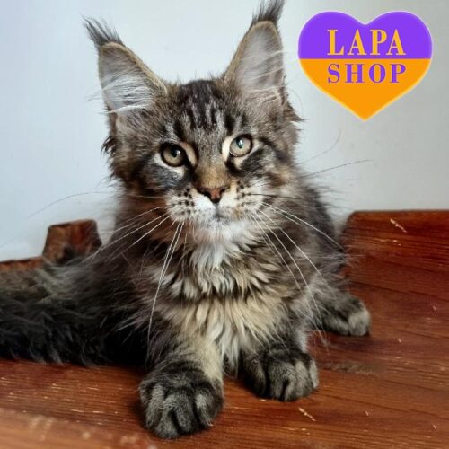 Walda — мила красуня породи мейн-кун чекає на свою родину