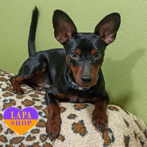 Wales — Charming Miniature Pinscher Boy with Black Coat