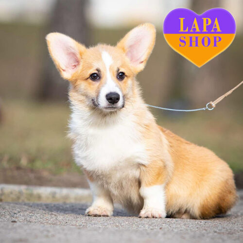 Милий хлопчик породи вельш коргі пемброк з чудовим рудо-білим забарвленням