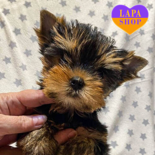 Очаровательная девочка породы йоркширский терьер