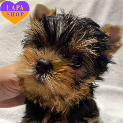 Милая красавица породы йоркширский терьер