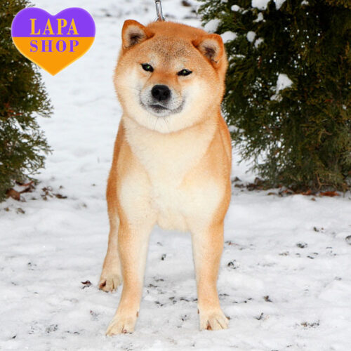 Adult Shiba Inu Yuri Is Looking For Her Best Family