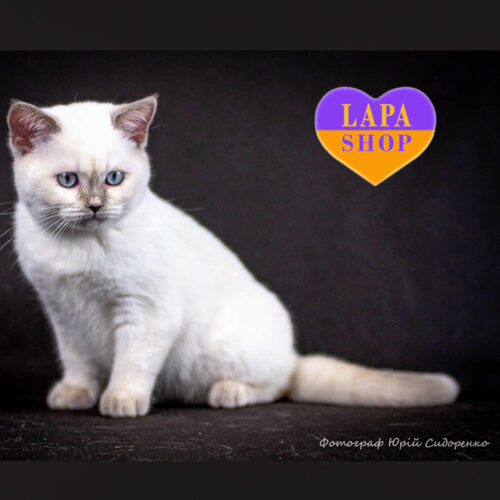 Британська короткошерста красуня Zabrina —  принесе радість у ваш дім