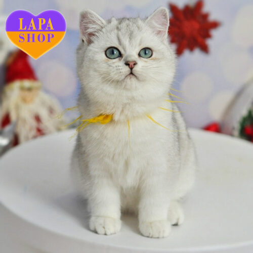 Zayka — британский короткошерстный красавец ждет своей семьи