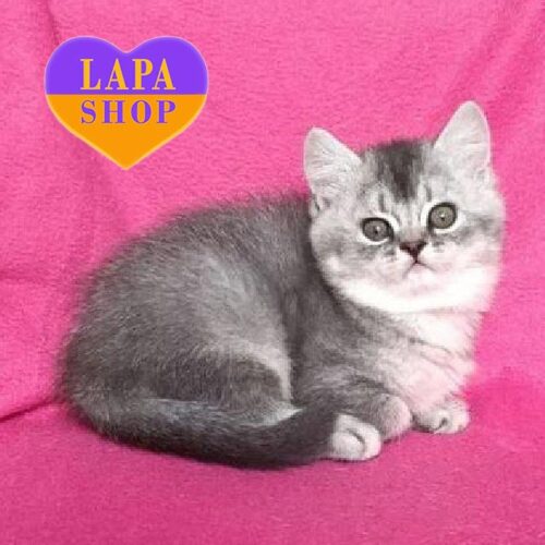 Чемне шотландське кошеня в блакитно-сріблястій шубці Барні