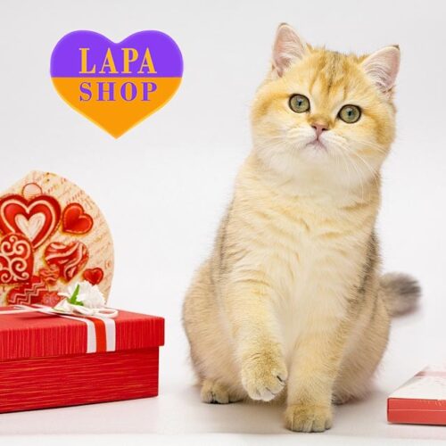 Lovely British Lady Adaline — She is Your Future Favorite