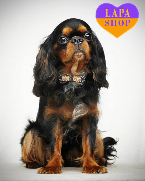 кінг чарльз спаніель