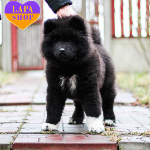 Очаровательная длинношерстная девочка породы американская акита серо-белой окраски