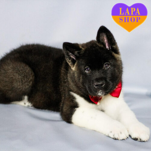 Милый мальчик породы американская акита серо-белой окраски