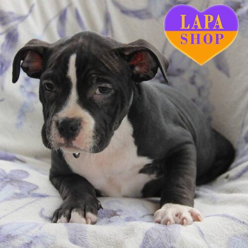 Черно-белая красавица породы американский булли