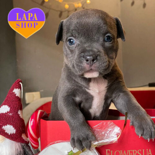 Грациозная красавица породы американский булли голубой окраски