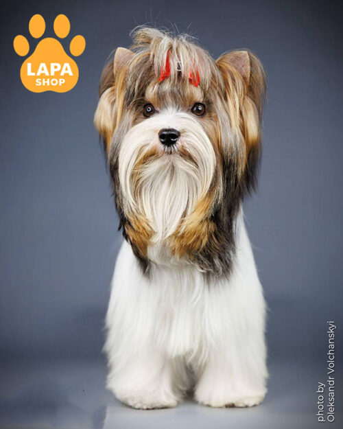 триколорний бівер йоркширський тер'єр