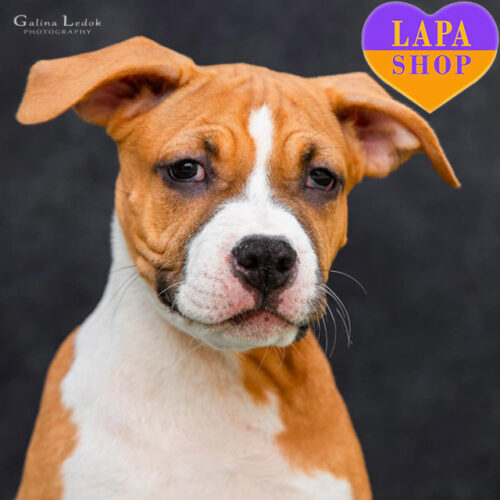 Чарівна дівчинка породи американський стаффордширський терʼєр рудо-білого забарвлення