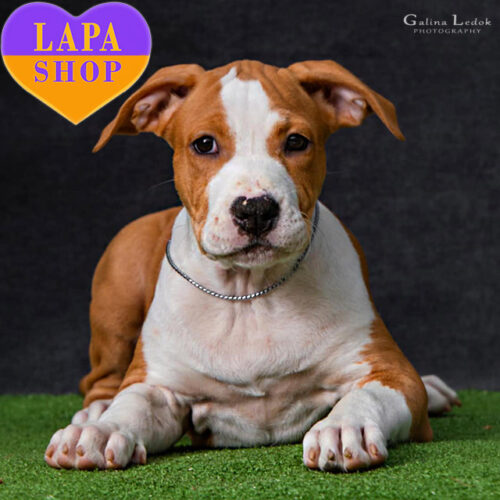 Справжня леді породи амстаф рудо-білого забарвлення