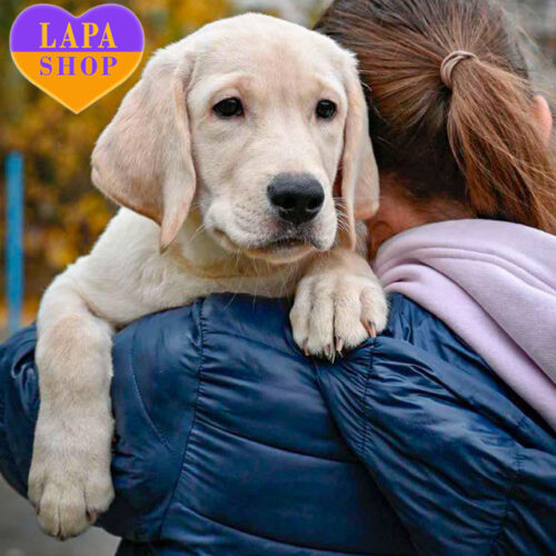 Apollo — Cute Boy Labrador Retriever with a Fawn Coat