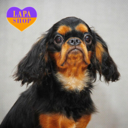 Arthur — чарівний хлопчик породи кінг чарльз спаніель