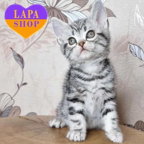 Billy — очаровательный американский короткошерстный котенок роскошного серебристого окраса