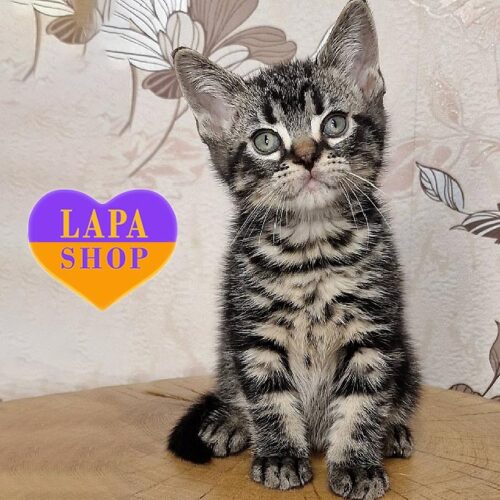 Американский короткошерстный красавчик Bob Brown