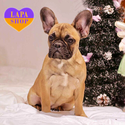 Bahira – очаровательная красавица породы французский бульдог