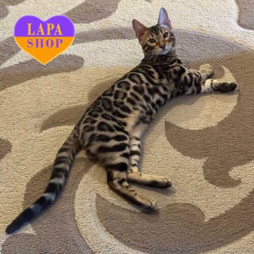 Элегантный бенгальский мальчик Bandit